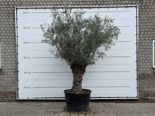 Olijfboom Bonsai - Olea Europaea - ca. 80 jaar oud - hoogte ca. 280 cm