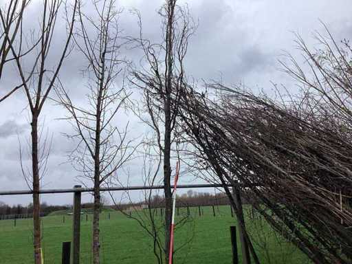 Groene Zuilbeuk - Vormboom