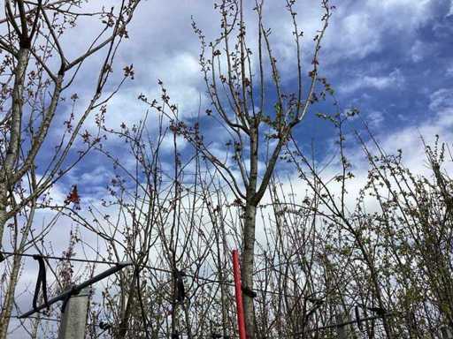 Cireșul ornamental japonez - Copacul topiar