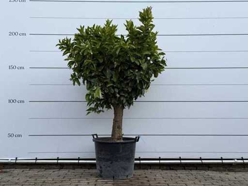 Orange tree on trunk XL - Citrus Sinensis - height approx. 200 cm