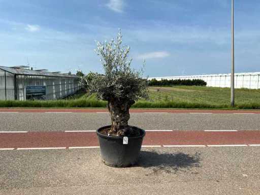 Olivier (Olea Europaea Lessini)