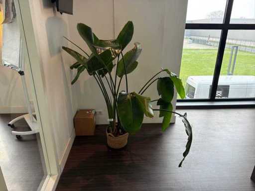 Kamerplant in pot (mand)