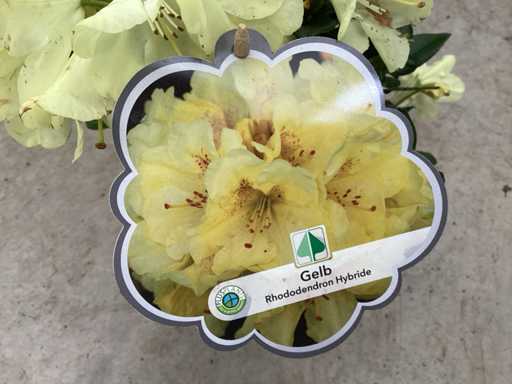 Struiken - Rododendron (x25)