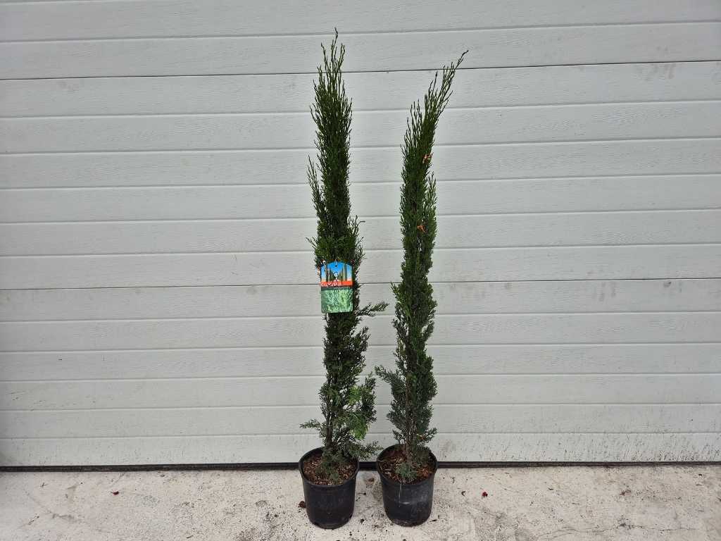 2x Italian Cypress - Mediterranean tree - Cupressus Simpervirens - height approx. 100 cm