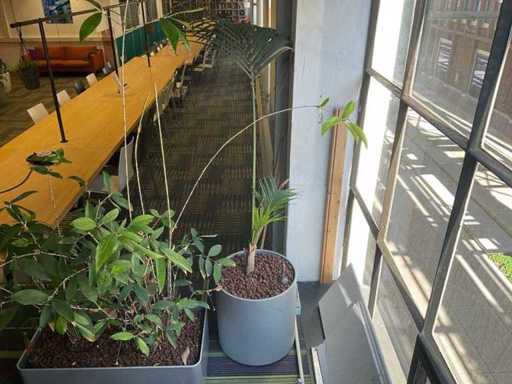 Hydroponische Pflanze mit Topf