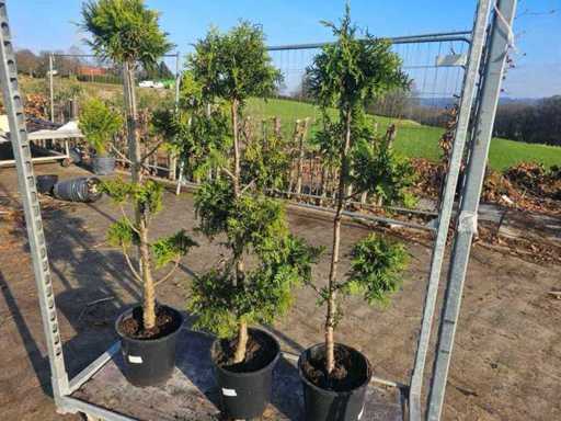 Ensemble de 3 cyprès Leyland - Topiaries exclusives (142 cm)