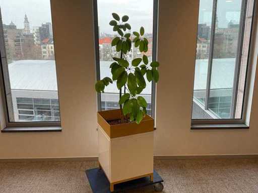 Plantă hidroponică cu jardinier