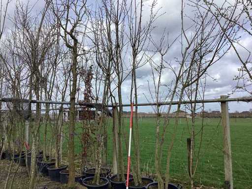 Ciliegio giapponese - Albero a più steli (4x)