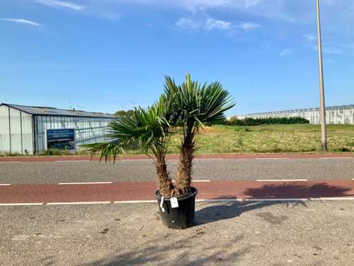 Palm tree multi-stemmed (Trachycarpus Fortunei)