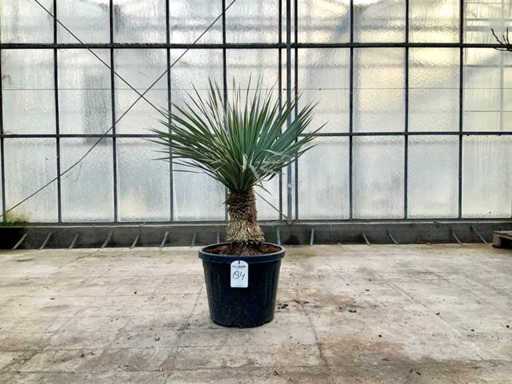 Palmboom (Yucca Rostrata)