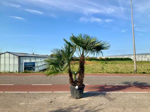 Palm tree multi-stemmed (Trachycarpus Fortunei)