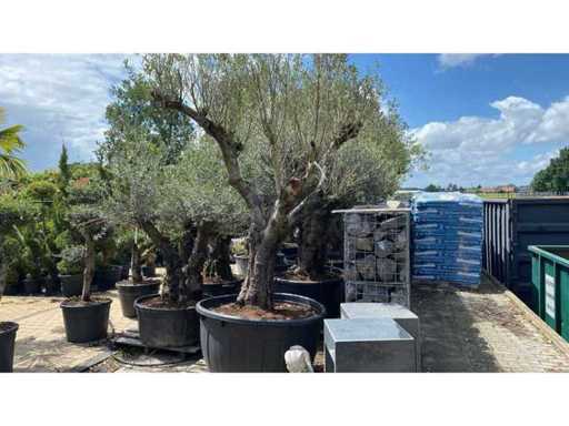 Olea europ. ‘Pata’ 200 years old 500L Olijfboom