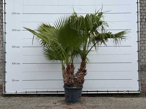 Mexican fan palm multi-stemmed - Washingtonia Robusta - height approx. 230 cm