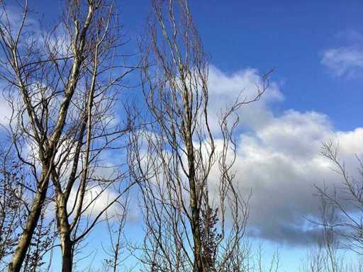 Gelbe Zierbuche – Zierbaum