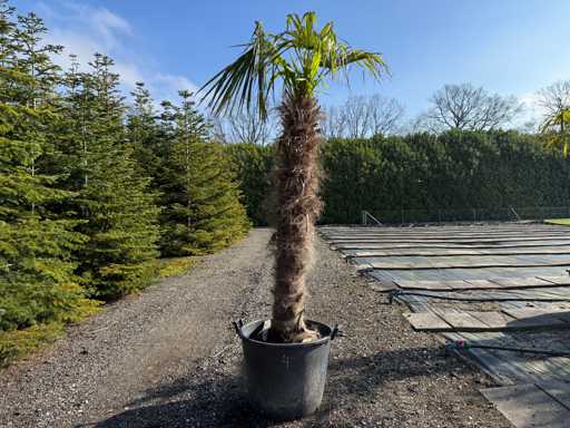 Trachycarpus fortunei - Palmier 240 cm