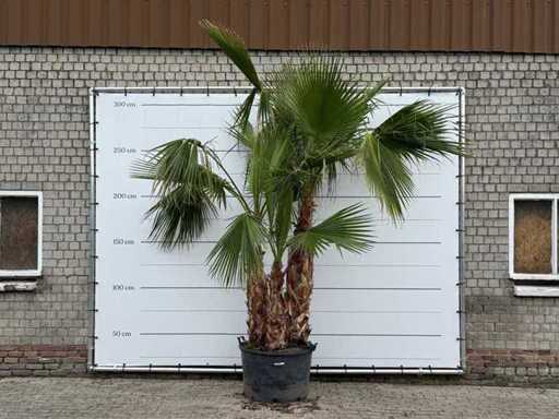 Mexican fan palm multi-stemmed XL - Washingtonia Robusta - height approx. 280 cm