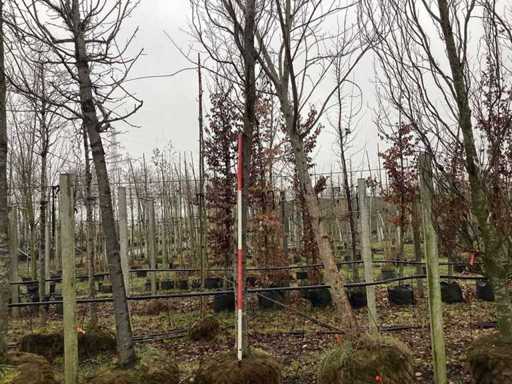 Grüne säulenförmige Buche – Formschnittbaum