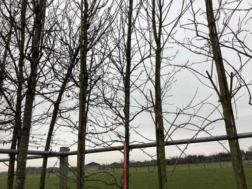 Amberboom - Vormboom