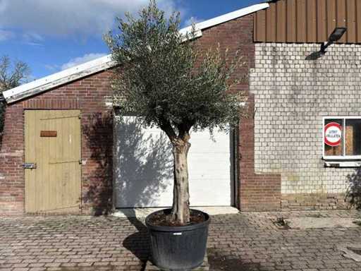 Tronc lisse d’olivier - Olea Europea - 50 ans - Taille environ 280 cm