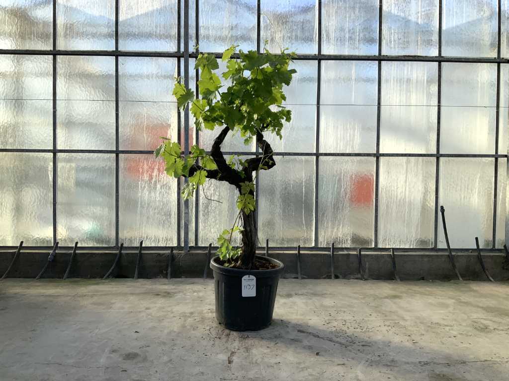 arbore de struguri (Vitis Vinifera)