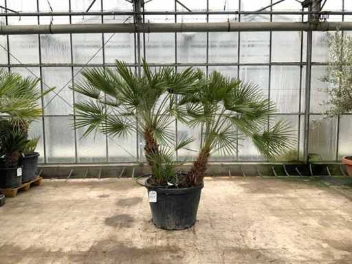 Palmboom meerstammig (Chamaerops Humilis)