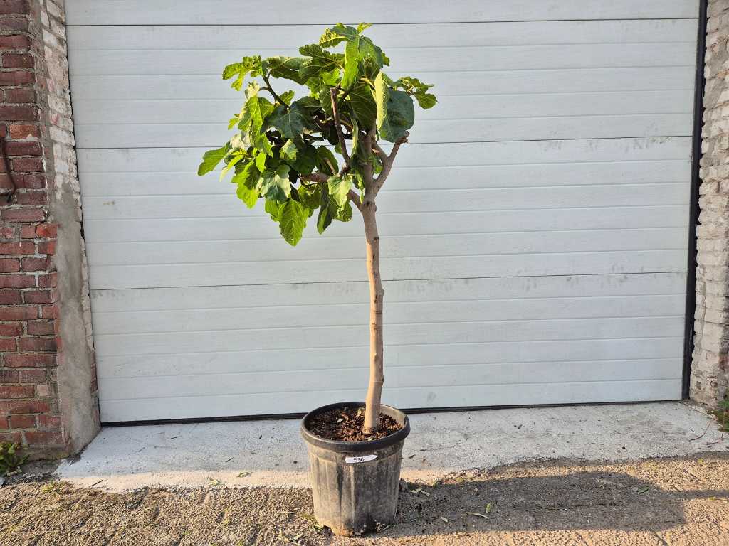 Smochin - Ficus Carica - Pom fructifer - inaltime aprox. 150 cm