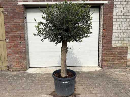 Olijfboom Ronde Bol M - Olea Europaea - Hoogte ca. 170 cm
