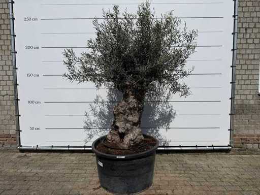 Olivenbaum-Bonsai – Olea Europaea – ca. 80 Jahre alt – Höhe ca. 240 cm