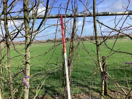 Ciliegio giapponese - Alberi a steli multipli