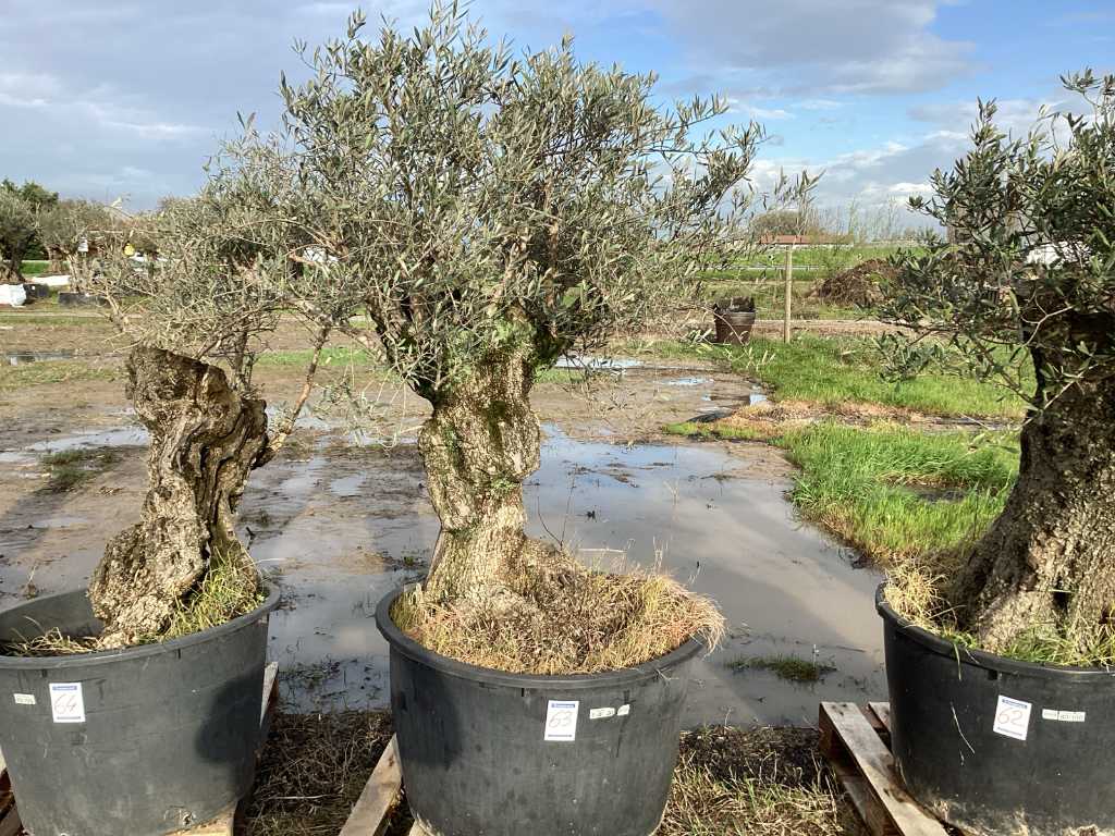 Măslin vechi de secole în ghiveci