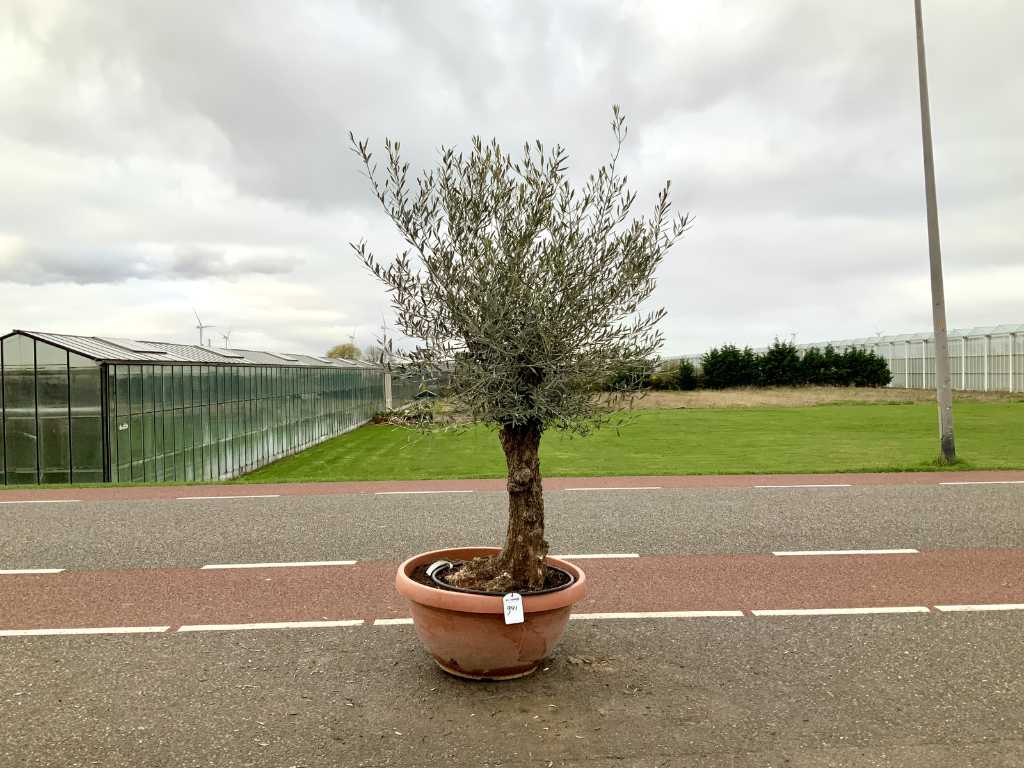 olive tree in bonsai shell (Olea Europaea Lessini)