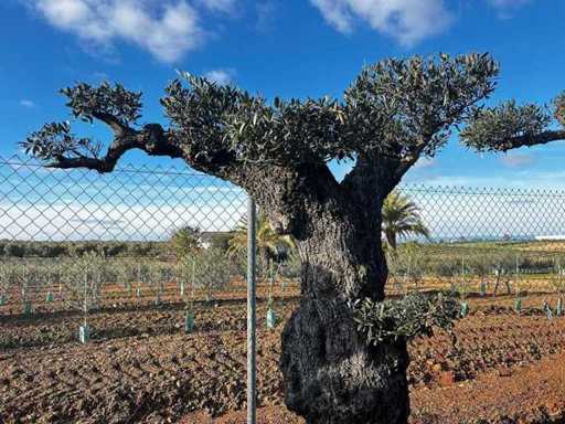 Olea Europea Pom Pom Secolare
