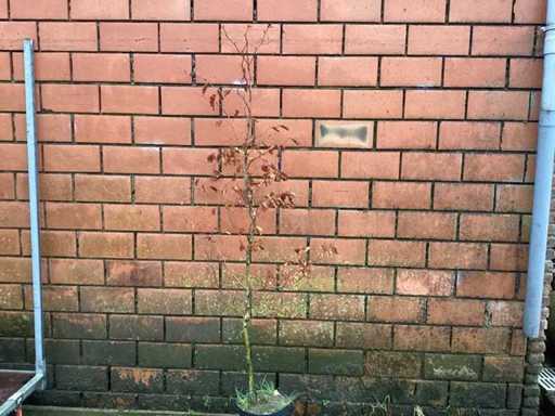 Fagus sylvatica 180-200 (100x)