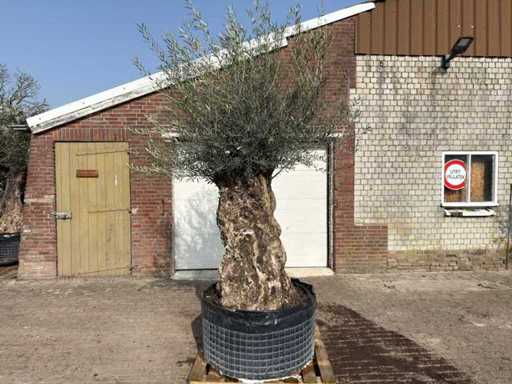 Bonsai d'ulivo XL - Olea Europaea - circa 150 anni - altezza circa 250 cm