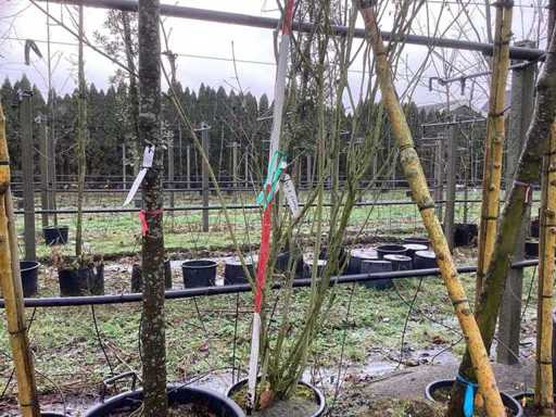 Bz – drzewo wielopniowe