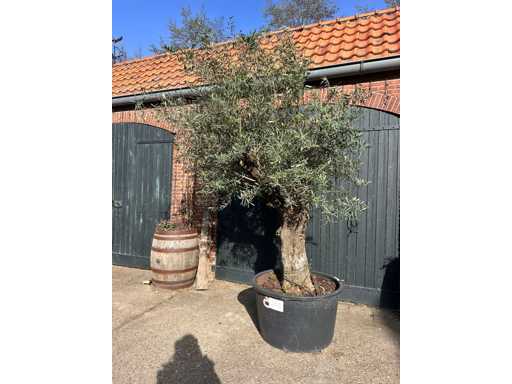 Olive tree (Olea Europea)