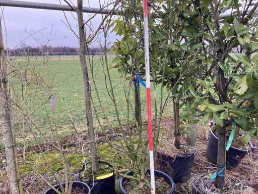 Japanischer Ahorn – Mehrstämmige Bäume