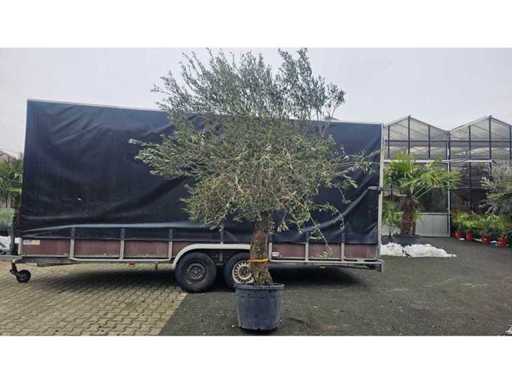 Măslin magnific (Olea europaea) - 250 cm - Rezistent până la -15°C