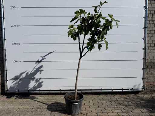 Fusto chiaro del fico M - Ficus Carica - altezza circa 200 cm