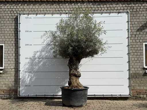 Olive tree Bonsa - Olea Europaea - approx. 80 years old - height approx. 260 cm