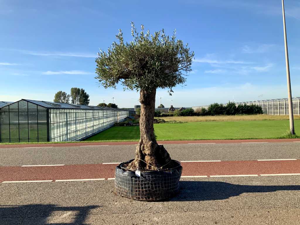olijfboom (Olea Europaea Lessini)