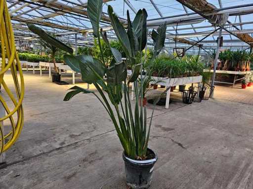 Exotische Strelitzia (160 cm) - Tropische flair voor je huis