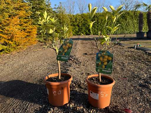 Citrus Kumquat 70cm (2x)