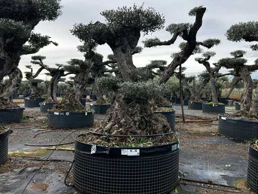  OLEA EUROPEA POM POM SECOLARE  