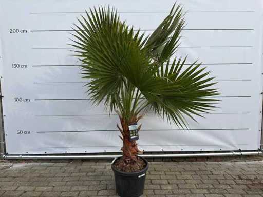 Mexikanische Fächerpalme M – Washingtonia Robusta – Höhe ca. 200 cm
