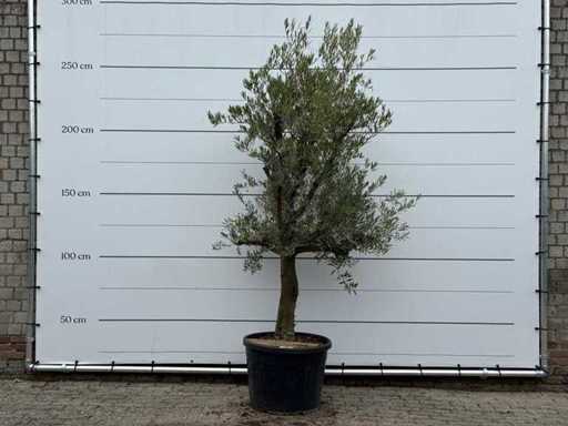 Ulivo Tronco liscio ramificato - Olea Europaea - circa 40 anni - altezza circa 250 cm