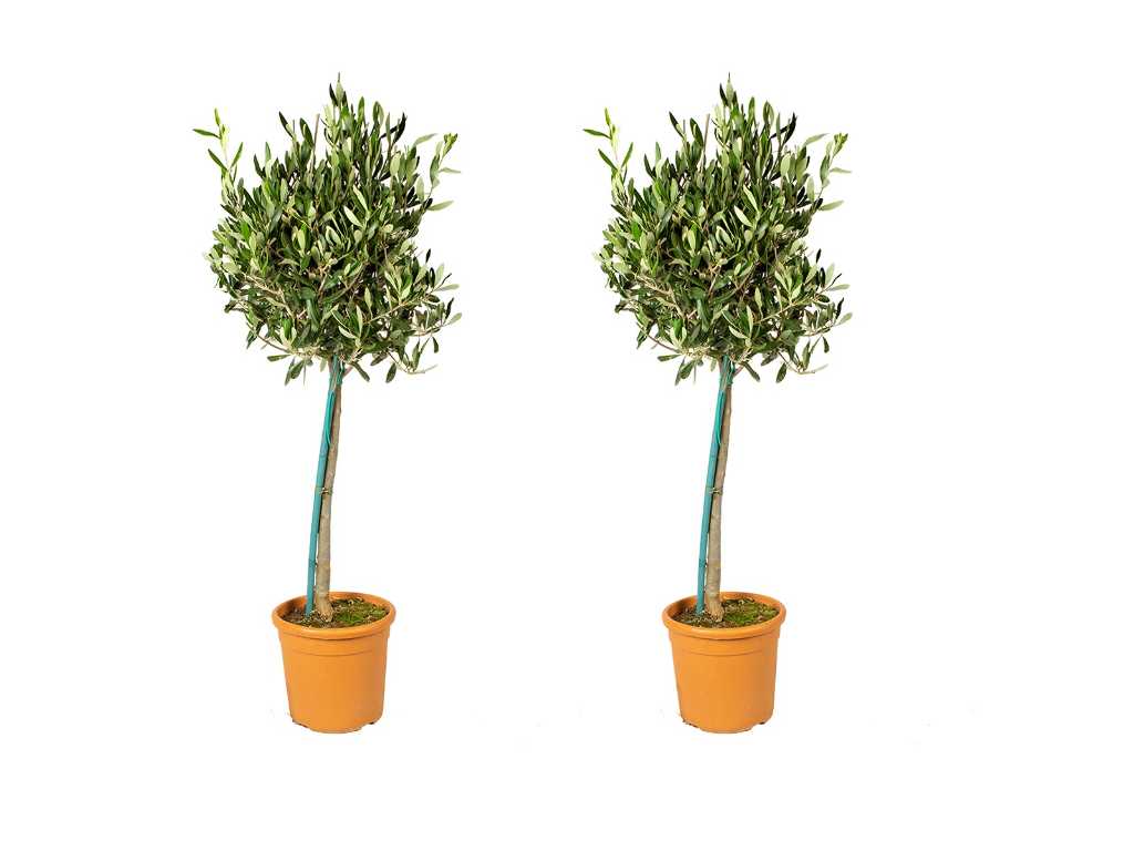 2x Olive tree Compact - Olea Europaea - height approx. 80 cm