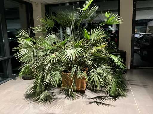 Dwarf palm tree Mediterranean tree