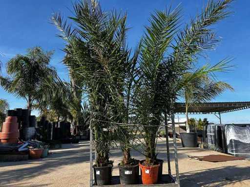 Fenix Palme (6x)