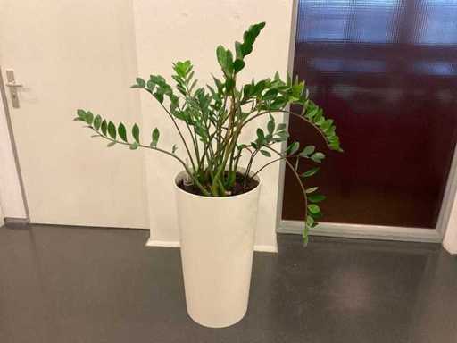 Hydroponic Plant With Pot